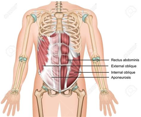 Muscles Of The Abdominal Wall Flashcards Quizlet