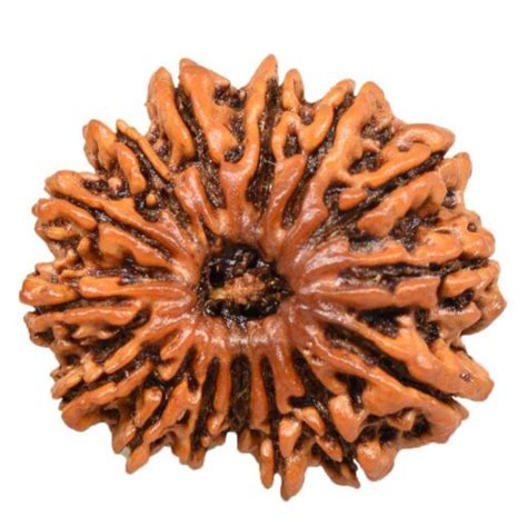 15 Mukhi Rudraksha Rudrakripa