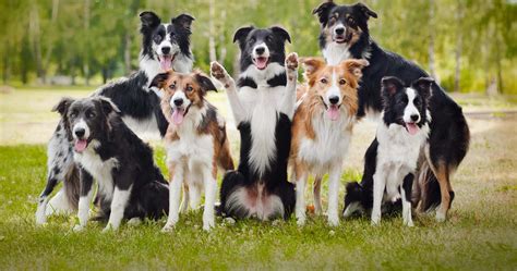 Border Collie Dog Breed Pictures, Photos, & Images