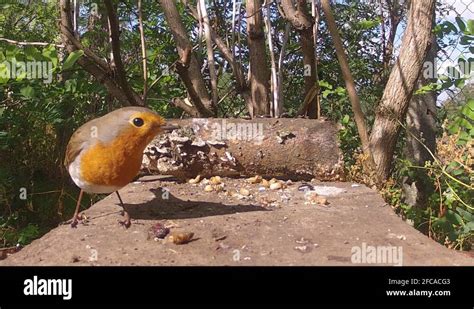 Bird eating insects Stock Videos & Footage - HD and 4K Video Clips - Alamy