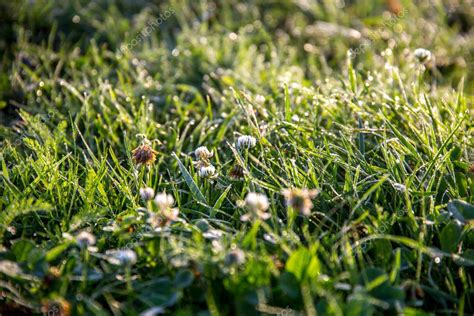 Primer plano de hierba fresca gruesa con gotas de agua después de la