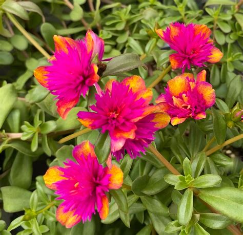 Portulaca Colorblastseaglass Malmborgs