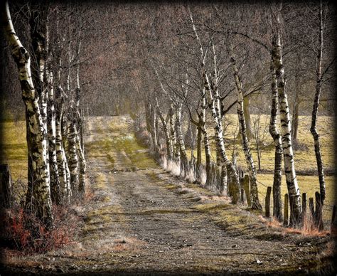 Wallpaper Sunlight Landscape Nature Grass Sky Winter Wood