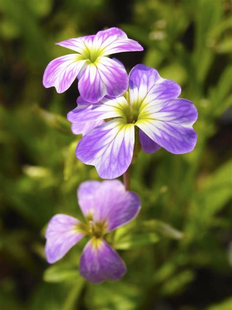 Tiny Flowers By Fayola On 500px Tiny Flowers Flowers Flower Garden