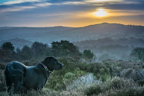 The Top 10 Most Common Cattle Breeds in Australia