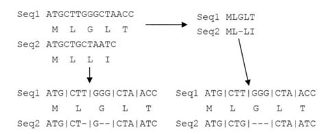 Codon Delimited Multiple Sequence Alignment Two Unaligned Cdna