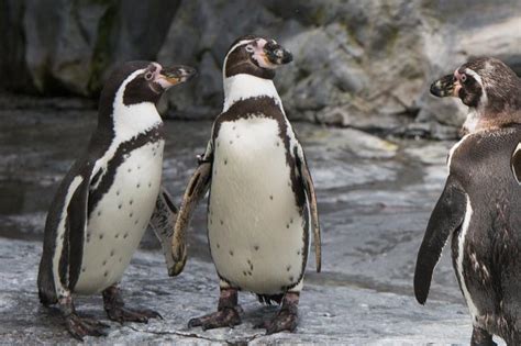 旭川市 旭山動物園 フンボルトペンギン