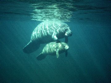 Record number of Manatees spotted off the coast of Belize | MyBelize.Net