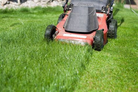 Rasen Mulchen Vorgehen Profi Anleitung Plantura