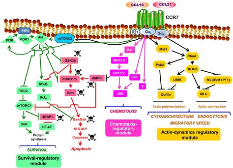 Frontiers The Chemokine Receptor Ccr Uses Distinct Signaling Modules