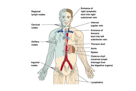 What Is Lymphatic Drainage System - Best Drain Photos Primagem.Org