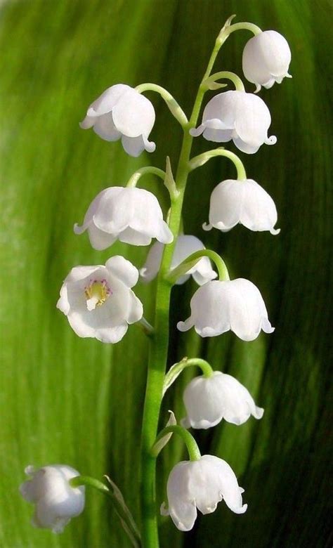 Convallaria Majalis Muguete Convalaria Lirio De Los Valles Lirio