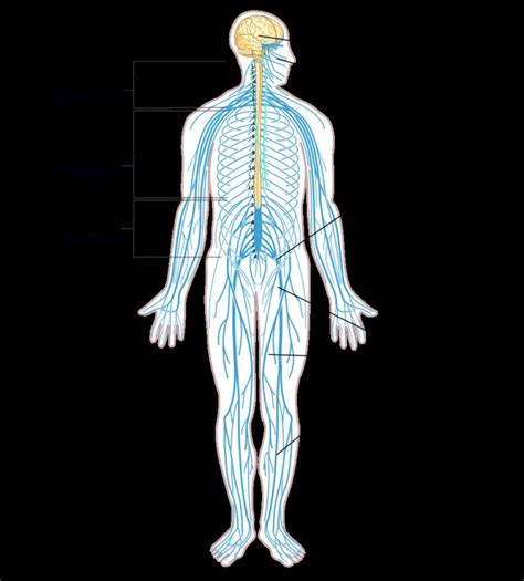 Nervous System Diagram - exatin.info