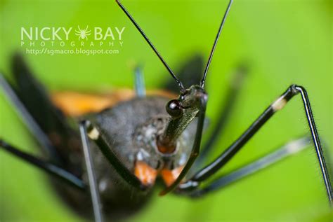 Assassin Bug Sycanus Sp Dsc1385 Nicky Bay Flickr