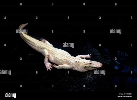 White alligator albino hi-res stock photography and images - Alamy