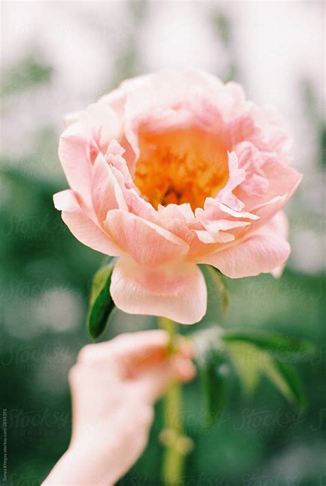 Peonies By Stocksy Contributor Sonya Khegay Stocksy