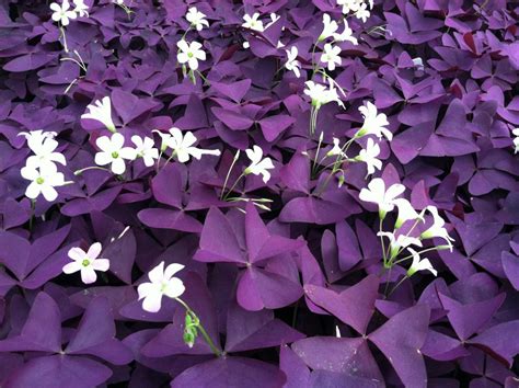 Características e cultivo do Trevo roxo Oxalis triangularis