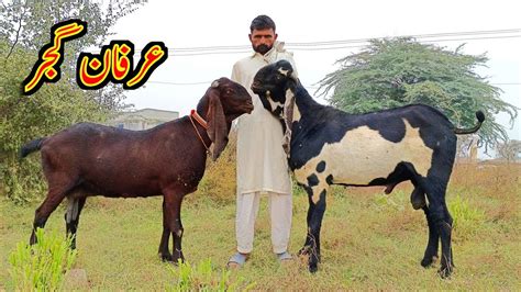 Top Class Nagra And Black Goats Of Irfan Beetal Goats Youtube