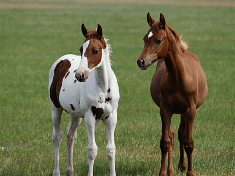 Pin by Jarred Burt on Baby Einstein Animals Pictures | Horses, Animals beautiful, Interesting ...