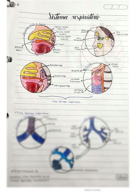 Solution Anatomia Do Sistema Respirat Rio Studypool