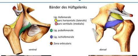 Morphologie Des H Fgelenks Karteikarten Quizlet