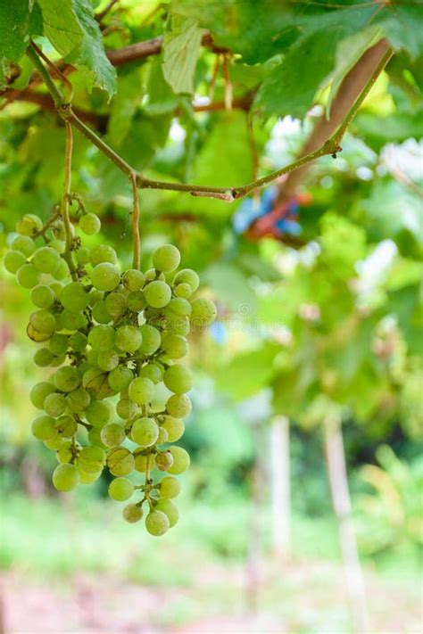 Vid Y Racimo De Uvas Verdes Que Crecen En El Jard N Del Vi Edo Foto De