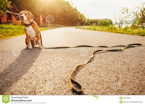 El Perro Perdido Del Beagle Se Sienta Solamente En El Camino Imagen De