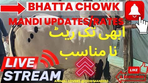 Live Bhatta Chowk Mandi June Rates Vip Tents Updates Youtube