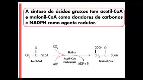 Oxidacao De Acidos Graxos