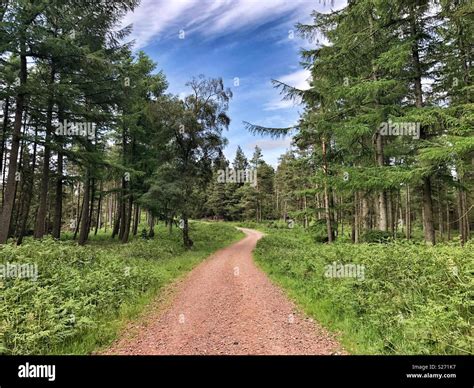 Woodland Walk Hi Res Stock Photography And Images Alamy