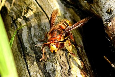 DIE HORNISSE | Naturschutz Ruhr