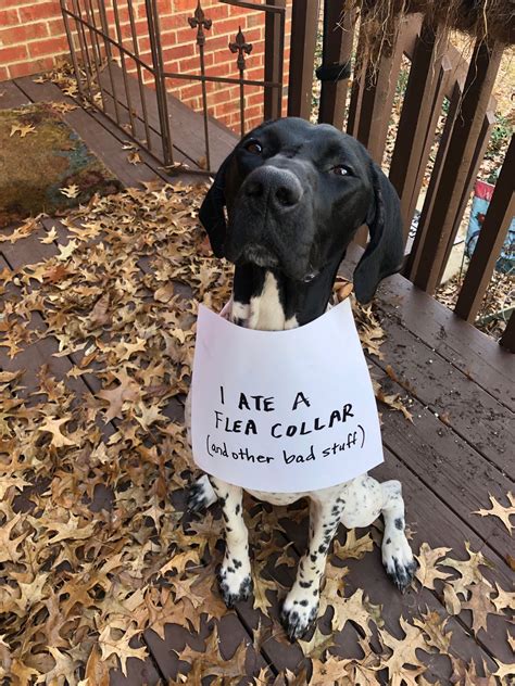 Can Flea Collars Hurt Dogs at Virginia Olsen blog
