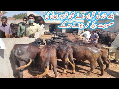 How To Start Katta Farming In Pakistan Is Kata Farming A Loss Making Or