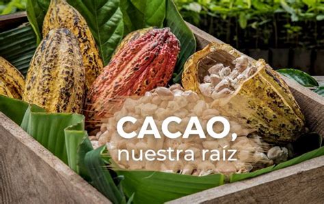 Tesoro De M Xico El Cacao Secretar A De Agricultura Y Desarrollo