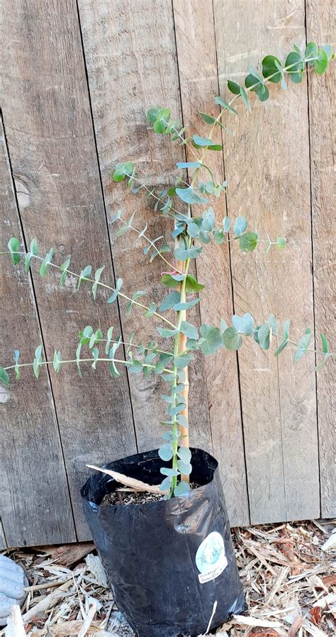 Eucalyptus ‘Baby Blue Boquet’ – The Plant Lady