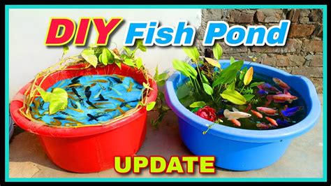 Desi DIY Koi Fish Pond Molly Pond Betta Fish Guppy Pond DIY