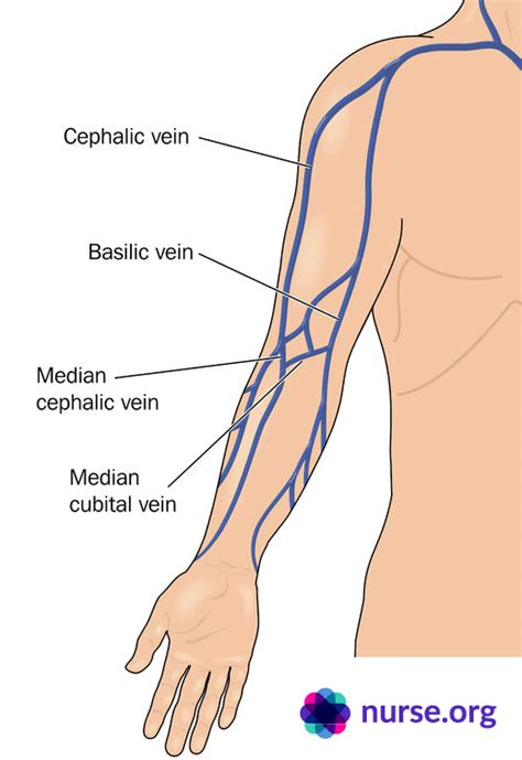 Diagram Of Veins In Arm For Phlebotomy Diagram For You