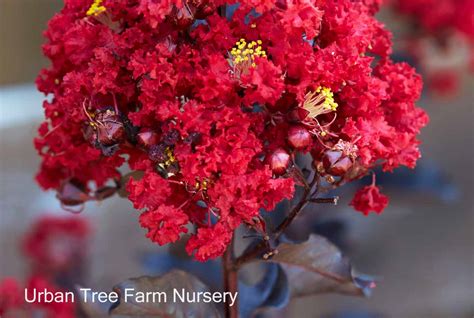 Lagerstroemia Black Diamond Red Hot Urban Tree Farm Nursery