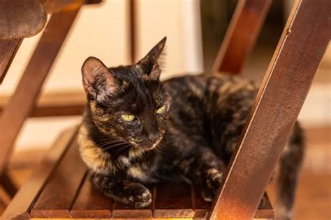 Lilac Tortoiseshell Cat Facts Origin History With Pictures Mi