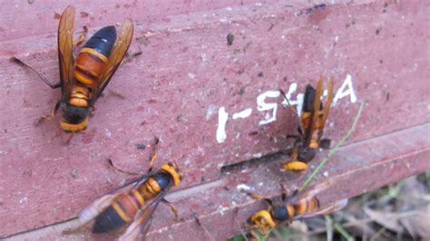 Honeybees Make An Audible Warning Noise When Attacked By Murder Hornets Cnn