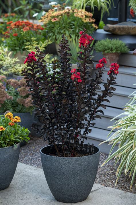 Lagerstroemia Black Diamond Radiant Red Z6S8431 PlantHaven International