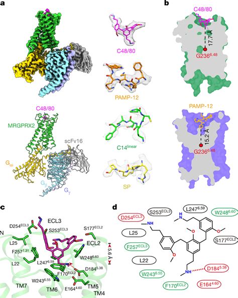 Cryo Em Structure Of Mrgprx2gi Complexes And The C4880 Binding