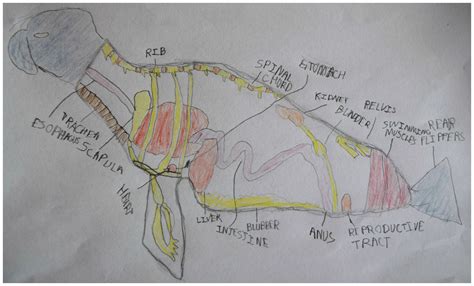 Seal Anatomy - Anatomical Charts & Posters