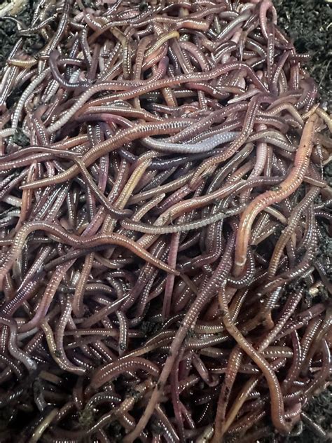 Pounds Approximately Red Wiggler Organic Compost Worms Live