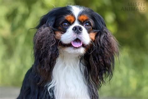 Cavalier King Charles Spaniel Temper: 15 Personality Traits