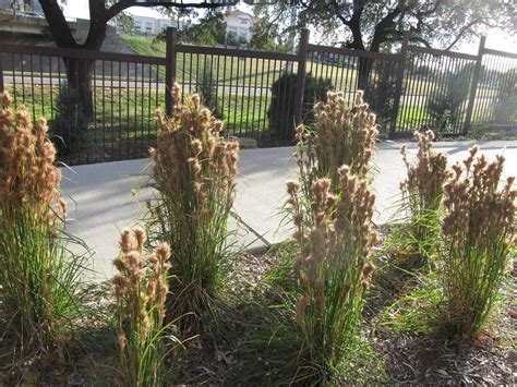 Bushy Bluestem Andropogon Glomeratus In The Bluestem Grasses Database