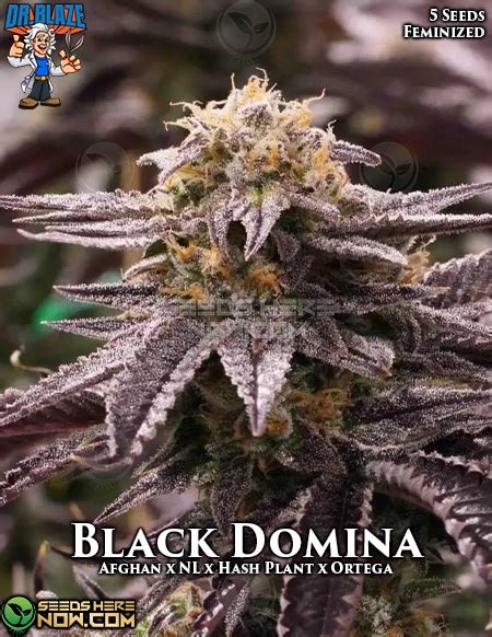 Order Black Domina Feminized Cannabis Seeds Rich Terpenes