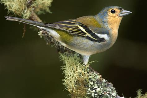 Madeira Bird Watching Tour Funchal