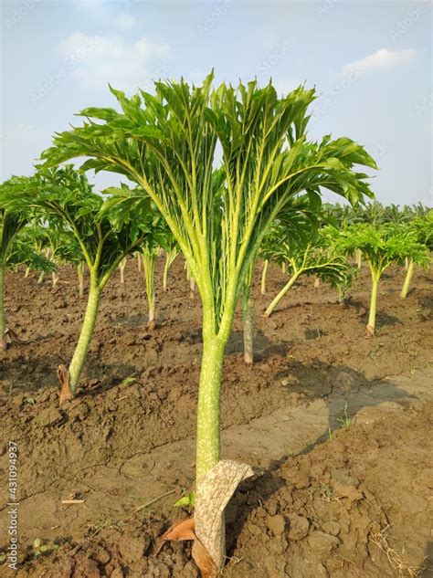 Fresh green elephant foot yam plant.Beautiful elephant foot yam tree ...