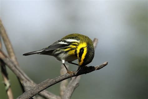 Setophaga Townsendi Townsend S Warbler Pinehurst Housi Flickr